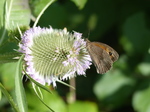FZ006870 Meadow Brown butterfly (Maniola jurtina).jpg
